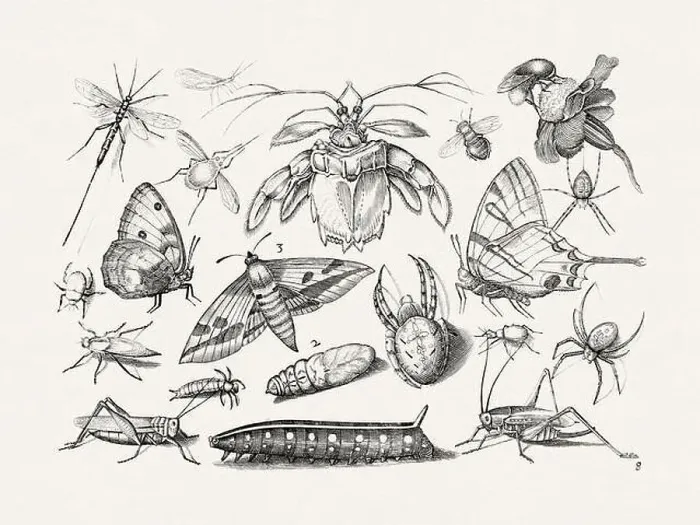 Framed Print : Antique Bugs Illustration: 17th-Century Insects by Jacob Hoefnagel - Butterflies Framed Print : Antique Bugs Illustration: 17th-Century Insects by Jacob Hoefnagel - Butterflies