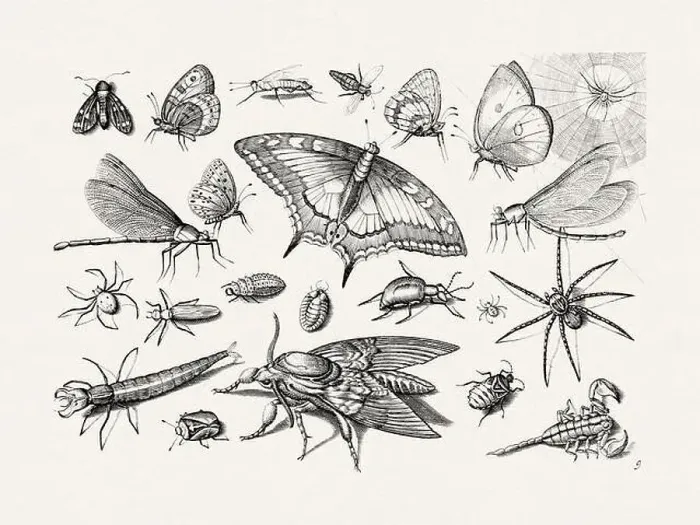 Framed Print : Antique Bugs Illustration: 17th-Century Insects by Jacob Hoefnagel - Butterflies Framed Print : Antique Bugs Illustration: 17th-Century Insects by Jacob Hoefnagel - Butterflies
