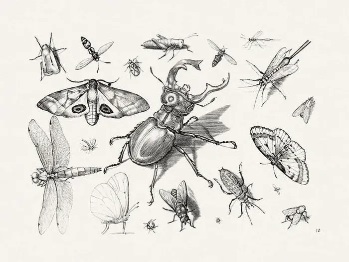 Framed Print : Antique Bugs Illustration: 17th-Century Insects by Jacob Hoefnagel - Butterflies