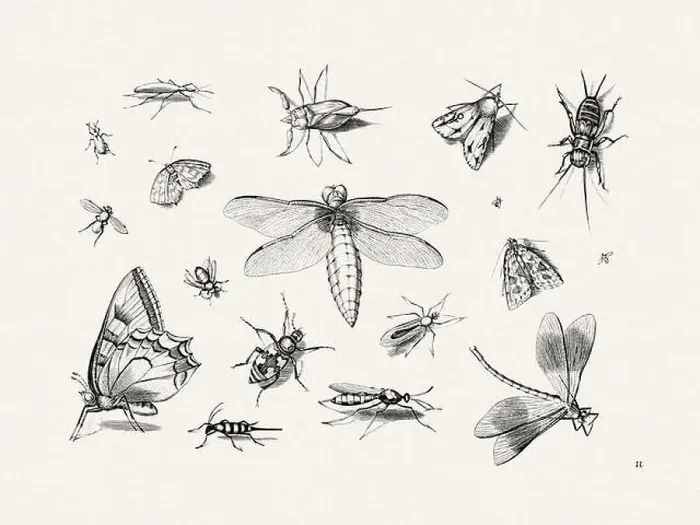 Framed Print : Antique Bugs Illustration: 17th-Century Insects by Jacob Hoefnagel - Butterflies Framed Print : Antique Bugs Illustration: 17th-Century Insects by Jacob Hoefnagel - Butterflies