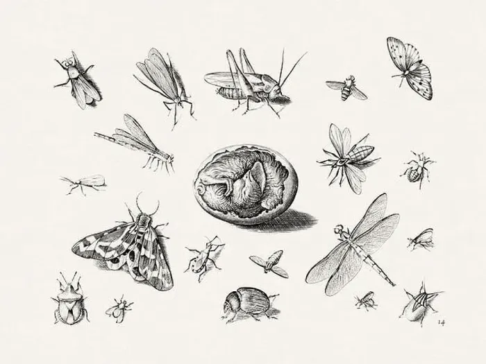 Framed Print : Antique Bugs Illustration: 17th-Century Insects by Jacob Hoefnagel - Butterflies Framed Print : Antique Bugs Illustration: 17th-Century Insects by Jacob Hoefnagel - Butterflies