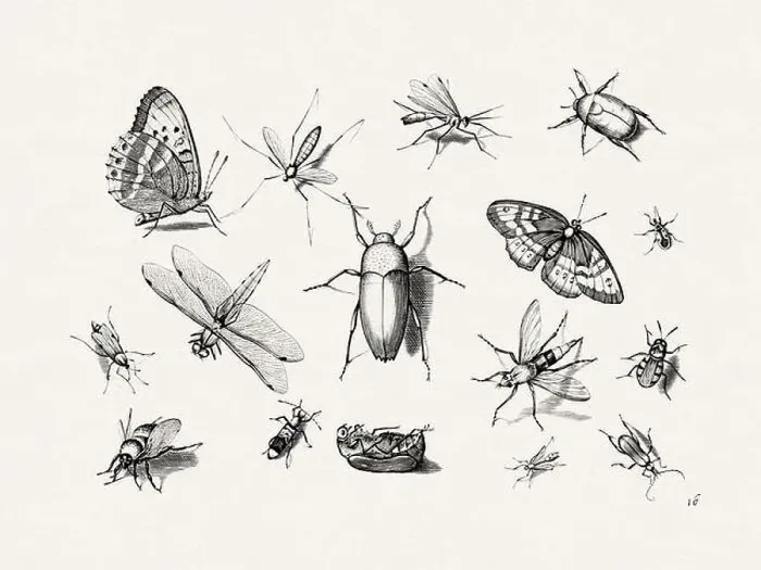 Framed Print : Antique Bugs Illustration: 17th-Century Insects by Jacob Hoefnagel - Butterflies