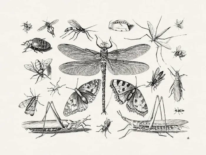 Framed Print : Antique Bugs Illustration: 17th-Century Insects by Jacob Hoefnagel - Butterflies Framed Print : Antique Bugs Illustration: 17th-Century Insects by Jacob Hoefnagel - Butterflies