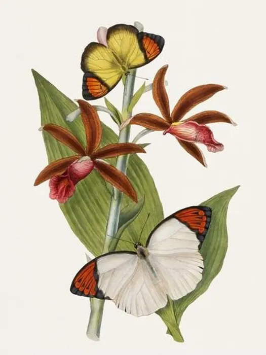 Framed Print : Antique butterfly illustration. Beautiful butterflies on beige watercolor paper background Framed Print : Antique butterfly illustration. Beautiful butterflies on beige watercolor paper background