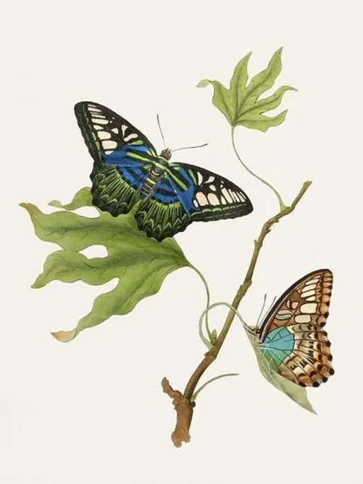 Framed Print : Antique butterfly illustration. Beautiful butterflies on beige watercolor paper background Framed Print : Antique butterfly illustration. Beautiful butterflies on beige watercolor paper background