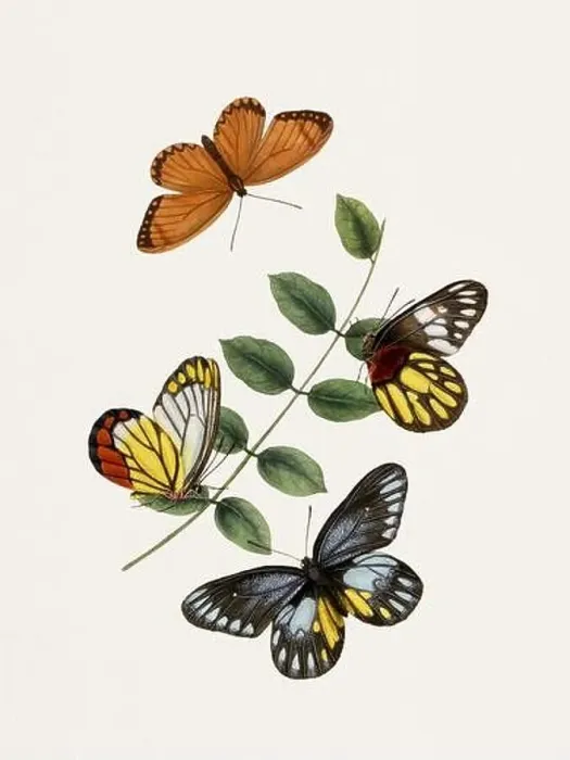 Framed Print : Antique butterfly illustration. Beautiful butterflies on beige watercolor paper background Framed Print : Antique butterfly illustration. Beautiful butterflies on beige watercolor paper background