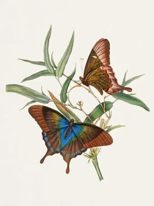 Framed Print : Antique butterfly illustration. Beautiful butterflies on beige watercolor paper background Framed Print : Antique butterfly illustration. Beautiful butterflies on beige watercolor paper background