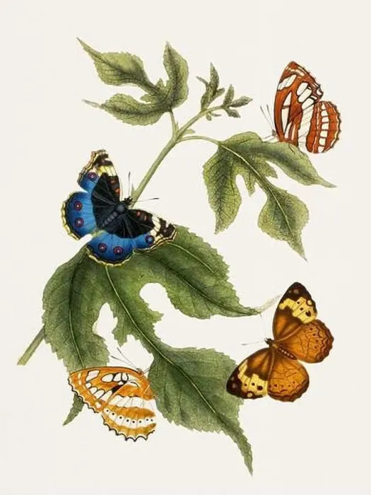 Framed Print : Antique butterfly illustration. Beautiful butterflies on beige watercolor paper background Framed Print : Antique butterfly illustration. Beautiful butterflies on beige watercolor paper background