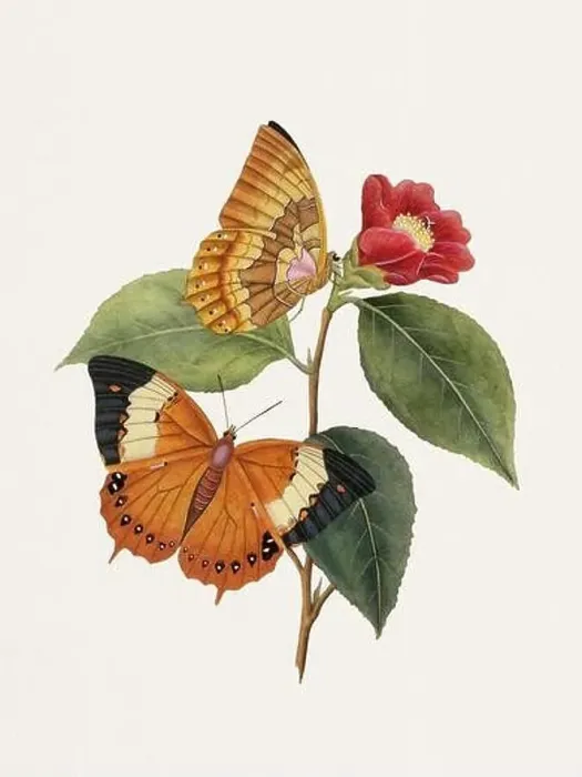 Framed Print : Antique butterfly illustration. Beautiful butterflies on beige watercolor paper background Framed Print : Antique butterfly illustration. Beautiful butterflies on beige watercolor paper background