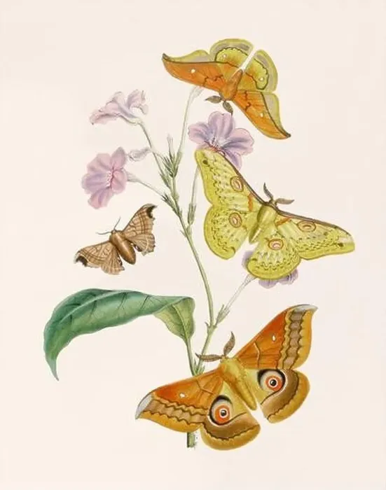 Framed Print : Antique butterfly illustration. Beautiful butterflies on beige watercolor paper background Framed Print : Antique butterfly illustration. Beautiful butterflies on beige watercolor paper background