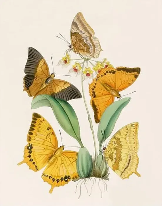 Framed Print : Antique butterfly illustration. Beautiful butterflies on beige watercolor paper background Framed Print : Antique butterfly illustration. Beautiful butterflies on beige watercolor paper background