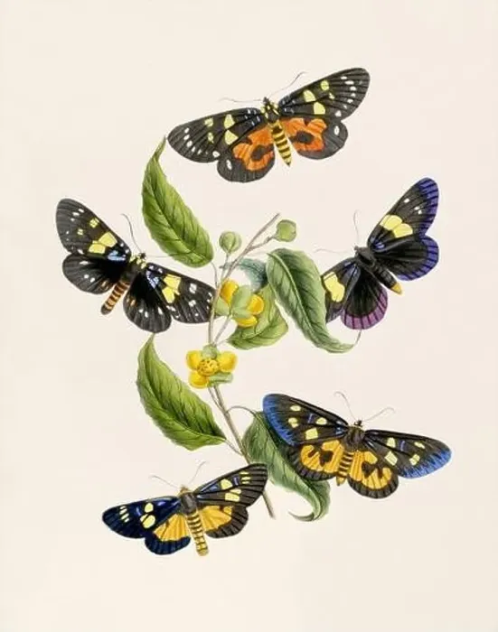 Framed Print : Antique butterfly illustration. Beautiful butterflies on beige watercolor paper background Framed Print : Antique butterfly illustration. Beautiful butterflies on beige watercolor paper background