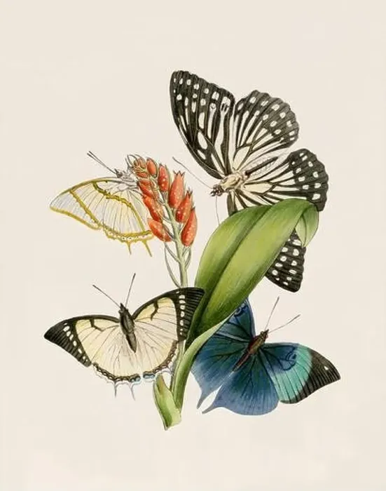 Framed Print : Antique butterfly illustration. Beautiful butterflies on beige watercolor paper background Framed Print : Antique butterfly illustration. Beautiful butterflies on beige watercolor paper background