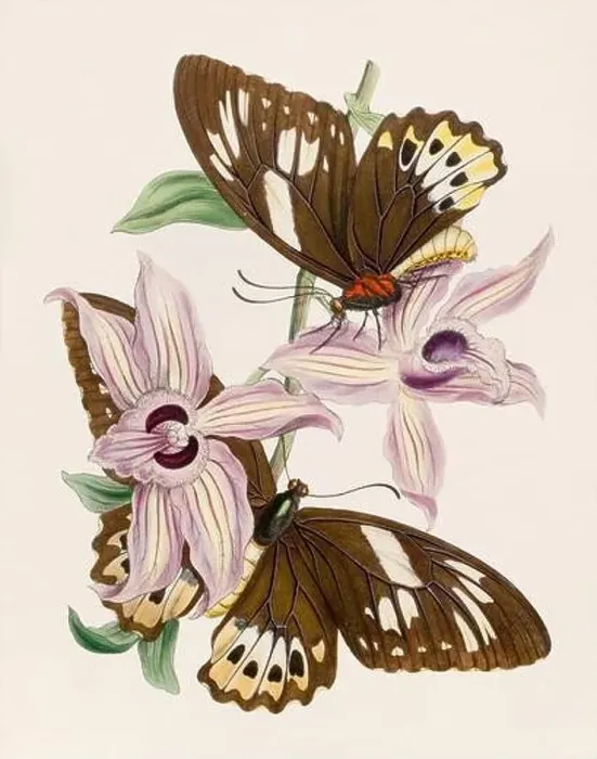 Framed Print : Antique butterfly illustration. Beautiful butterflies on beige watercolor paper background Framed Print : Antique butterfly illustration. Beautiful butterflies on beige watercolor paper background