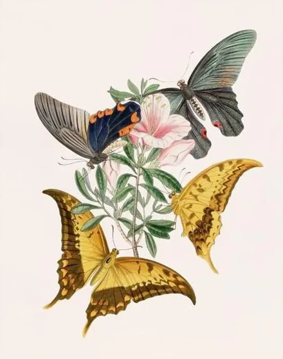 Framed Print : Antique butterfly illustration. Beautiful butterflies on beige watercolor paper background Framed Print : Antique butterfly illustration. Beautiful butterflies on beige watercolor paper background