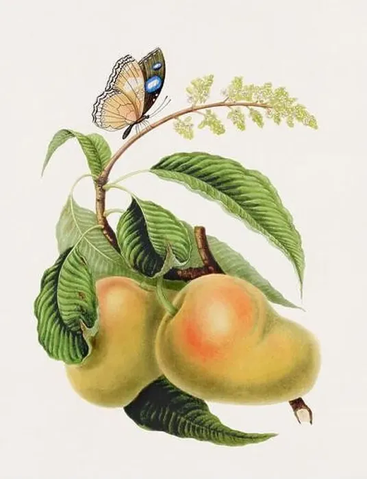 Framed Print : Antique fruit and butterfly illustration Framed Print : Antique fruit and butterfly illustration
