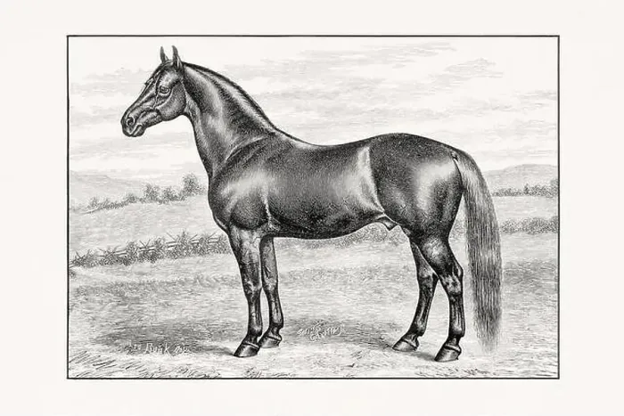 Framed Print : Antique horse illustration from an 1887 livestock book. Detailed depiction of a specific horse breed.Thorougbred Horse Framed Print : Antique horse illustration from an 1887 livestock book. Detailed depiction of a specific horse breed.Thorougbred Horse