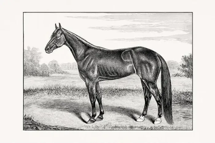 Framed Print : Antique horse illustration from an 1887 livestock book. Detailed depiction of a specific horse breed.Thorougbred Horse Framed Print : Antique horse illustration from an 1887 livestock book. Detailed depiction of a specific horse breed.Thorougbred Horse