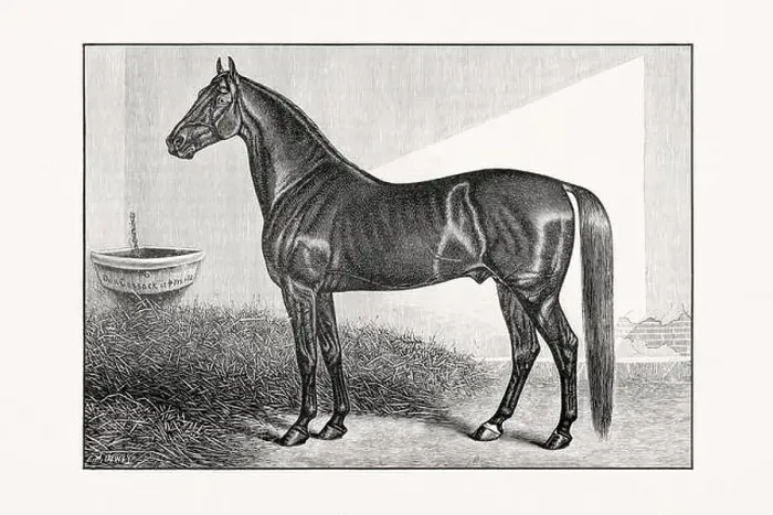 Framed Print : Antique horse illustration from an 1887 livestock book. Detailed depiction of a specific horse breed.Thorougbred Horse Framed Print : Antique horse illustration from an 1887 livestock book. Detailed depiction of a specific horse breed.Thorougbred Horse