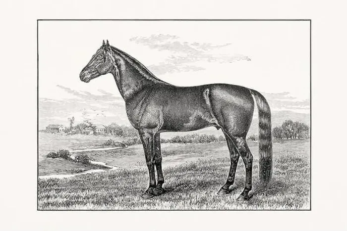 Framed Print : Antique horse illustration from an 1887 livestock book. Detailed depiction of a specific horse breed.Thorougbred Horse Framed Print : Antique horse illustration from an 1887 livestock book. Detailed depiction of a specific horse breed.Thorougbred Horse