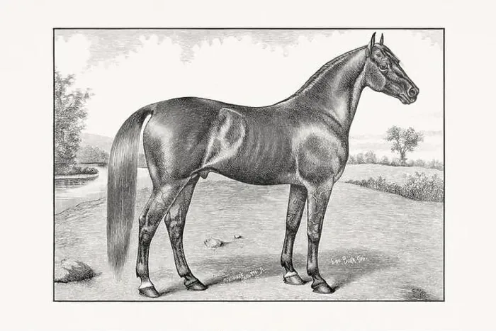 Framed Print : Antique horse illustration from an 1887 livestock book. Detailed depiction of a specific horse breed.Thorougbred Horse Framed Print : Antique horse illustration from an 1887 livestock book. Detailed depiction of a specific horse breed.Thorougbred Horse