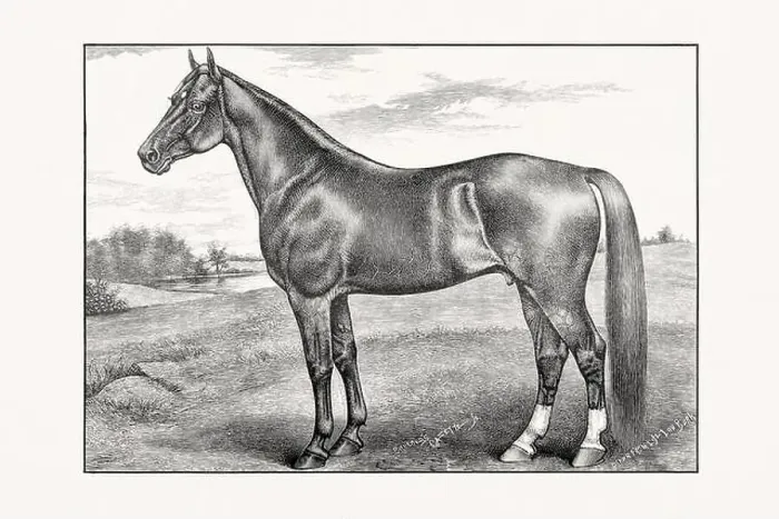 Framed Print : Antique horse illustration from an 1887 livestock book. Detailed depiction of a specific horse breed.Thorougbred Horse Framed Print : Antique horse illustration from an 1887 livestock book. Detailed depiction of a specific horse breed.Thorougbred Horse