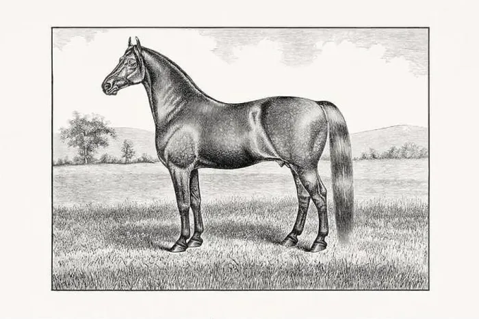 Framed Print : Antique horse illustration from an 1887 livestock book. Detailed depiction of a specific horse breed. English Coachhorse Framed Print : Antique horse illustration from an 1887 livestock book. Detailed depiction of a specific horse breed. English Coachhorse