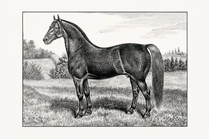 Framed Print : Antique horse illustration from an 1887 livestock book. Detailed depiction of a specific horse breed. English Coachhorse Framed Print : Antique horse illustration from an 1887 livestock book. Detailed depiction of a specific horse breed. English Coachhorse