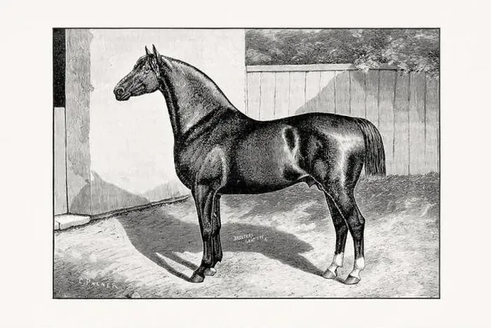 Framed Print : Antique horse illustration from an 1887 livestock book. Detailed depiction of a specific horse breed. French Coachhorse Framed Print : Antique horse illustration from an 1887 livestock book. Detailed depiction of a specific horse breed. French Coachhorse
