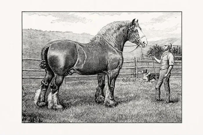 Framed Print : Antique horse illustration from an 1887 livestock book Framed Print : Antique horse illustration from an 1887 livestock book