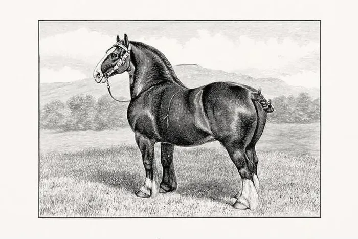 Framed Print : Antique horse illustration from an 1887 livestock book Framed Print : Antique horse illustration from an 1887 livestock book