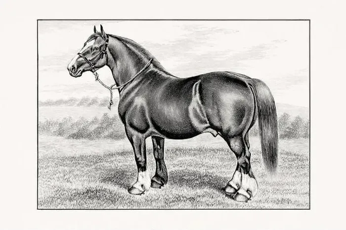 Framed Print : Antique horse illustration from an 1887 livestock book Framed Print : Antique horse illustration from an 1887 livestock book