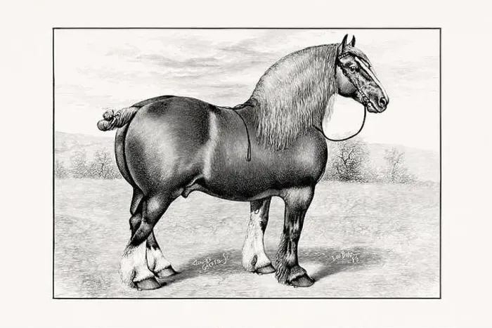 Framed Print : Antique horse illustration from an 1887 livestock book Framed Print : Antique horse illustration from an 1887 livestock book