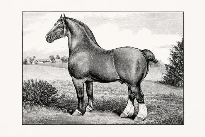 Framed Print : Antique horse illustration from an 1887 livestock book Framed Print : Antique horse illustration from an 1887 livestock book