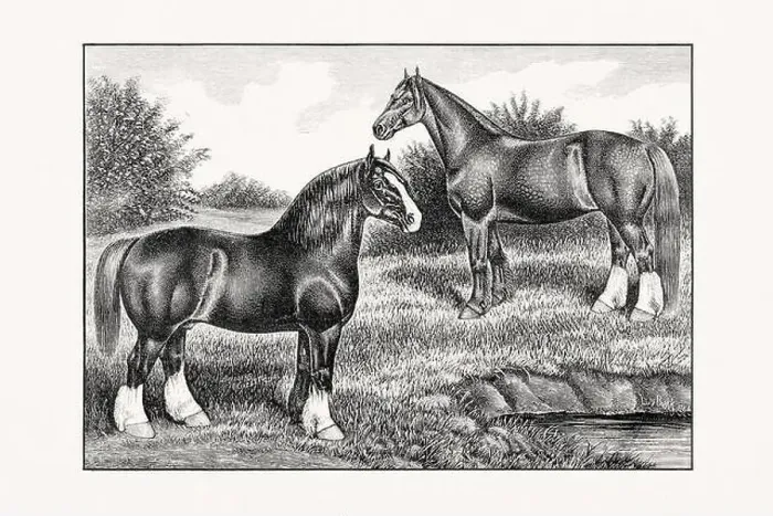 Framed Print : Antique horse illustration from an 1887 livestock book. Detailed depiction of a specific horse breed. Cliydesdale Horse Framed Print : Antique horse illustration from an 1887 livestock book. Detailed depiction of a specific horse breed. Cliydesdale Horse