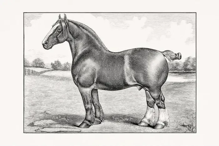 Framed Print : Antique horse illustration from an 1887 livestock book. Detailed depiction of a specific horse breed. Cliydesdale Horse Framed Print : Antique horse illustration from an 1887 livestock book. Detailed depiction of a specific horse breed. Cliydesdale Horse