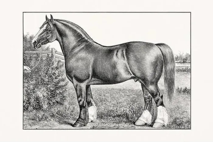 Framed Print : Antique horse illustration from an 1887 livestock book. Detailed depiction of a specific horse breed. Cliydesdale Horse Framed Print : Antique horse illustration from an 1887 livestock book. Detailed depiction of a specific horse breed. Cliydesdale Horse