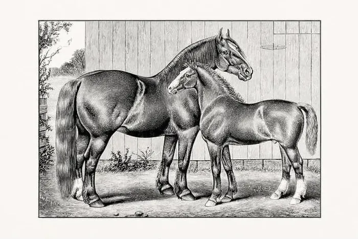Framed Print : Antique horse illustration from an 1887 livestock book. Detailed depiction of a specific horse breed. Cliydesdale Horse Framed Print : Antique horse illustration from an 1887 livestock book. Detailed depiction of a specific horse breed. Cliydesdale Horse