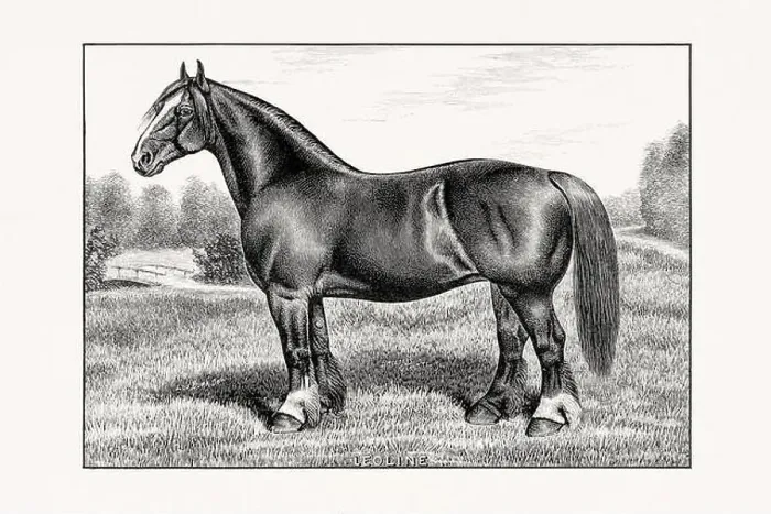 Framed Print : Antique horse illustration from an 1887 livestock book. Detailed depiction of a specific horse breed. Cliydesdale Horse Framed Print : Antique horse illustration from an 1887 livestock book. Detailed depiction of a specific horse breed. Cliydesdale Horse