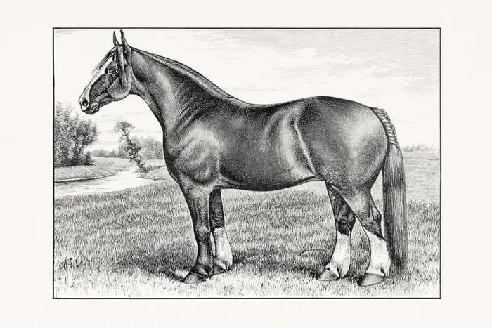 Framed Print : Antique horse illustration from an 1887 livestock book. Detailed depiction of a specific horse breed. Cliydesdale Horse Framed Print : Antique horse illustration from an 1887 livestock book. Detailed depiction of a specific horse breed. Cliydesdale Horse