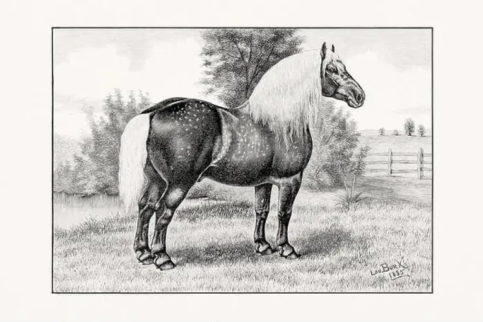 Framed Print : Antique horse illustration from an 1887 livestock book. Detailed depiction of a specific horse breed. Percheron Horse