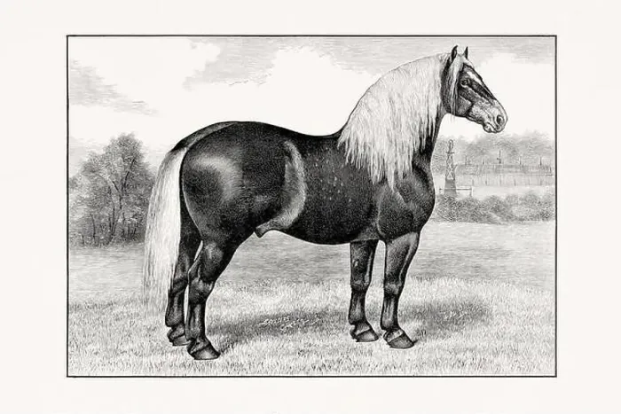 Framed Print : Antique horse illustration from an 1887 livestock book. Detailed depiction of a specific horse breed. Percheron Horse Framed Print : Antique horse illustration from an 1887 livestock book. Detailed depiction of a specific horse breed. Percheron Horse