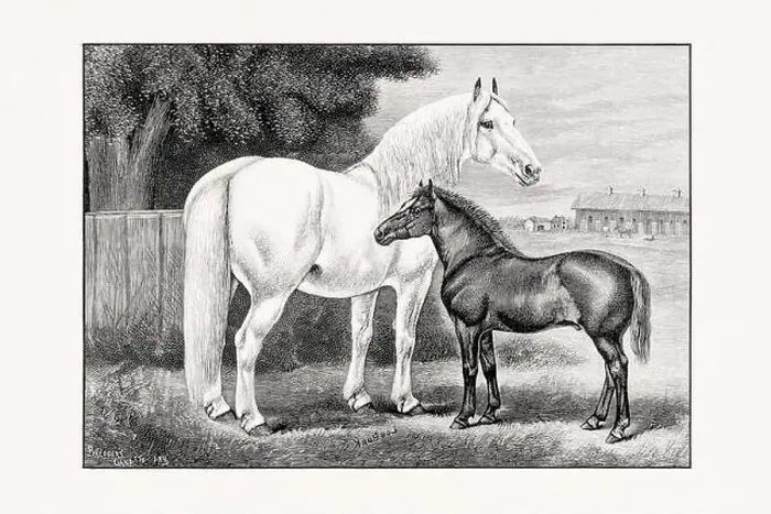 Framed Print : Antique horse illustration from an 1887 livestock book. Detailed depiction of a specific horse breed. Percheron Horse Framed Print : Antique horse illustration from an 1887 livestock book. Detailed depiction of a specific horse breed. Percheron Horse