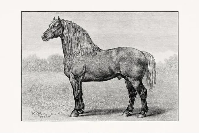 Framed Print : Antique horse illustration from an 1887 livestock book. Detailed depiction of a specific horse breed. Percheron Horse Framed Print : Antique horse illustration from an 1887 livestock book. Detailed depiction of a specific horse breed. Percheron Horse