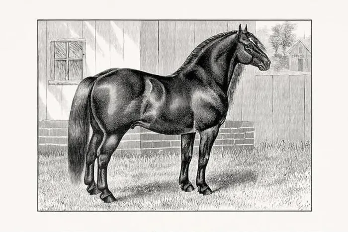 Framed Print : Antique horse illustration from an 1887 livestock book. Detailed depiction of a specific horse breed. Percheron Horse Framed Print : Antique horse illustration from an 1887 livestock book. Detailed depiction of a specific horse breed. Percheron Horse