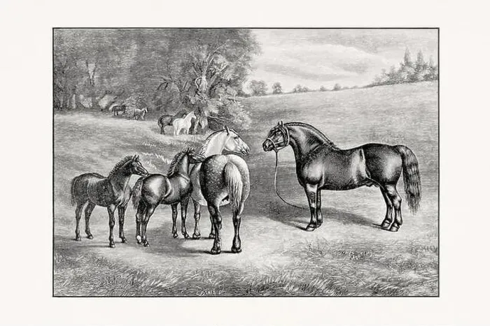 Framed Print : Antique horse illustration from an 1887 livestock book. Detailed depiction of a specific horse breed. Percheron Horse Framed Print : Antique horse illustration from an 1887 livestock book. Detailed depiction of a specific horse breed. Percheron Horse