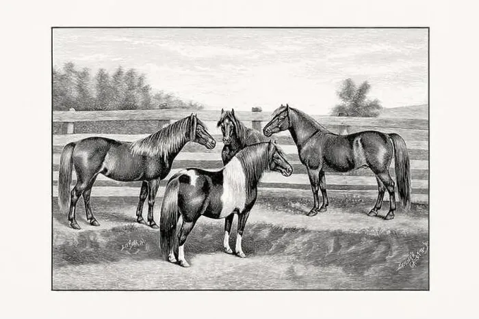 Framed Print : Antique horse illustration from an 1887 livestock book Framed Print : Antique horse illustration from an 1887 livestock book