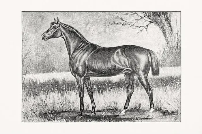 Framed Print : Antique horse illustration from an 1887 livestock book. Detailed depiction of a specific horse breed.Thorougbred Horse Framed Print : Antique horse illustration from an 1887 livestock book. Detailed depiction of a specific horse breed.Thorougbred Horse