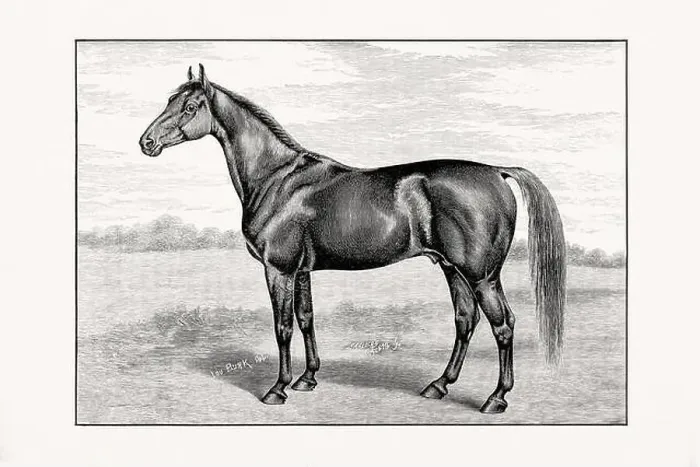 Framed Print : Antique horse illustration from an 1887 livestock book. Detailed depiction of a specific horse breed.Thorougbred Horse Framed Print : Antique horse illustration from an 1887 livestock book. Detailed depiction of a specific horse breed.Thorougbred Horse