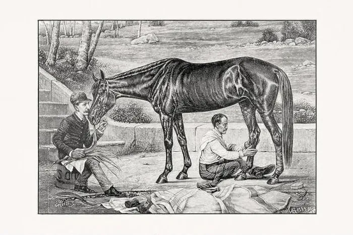 Framed Print : Antique horse illustration from an 1887 livestock book. Detailed depiction of a specific horse breed.Thorougbred Horse Framed Print : Antique horse illustration from an 1887 livestock book. Detailed depiction of a specific horse breed.Thorougbred Horse